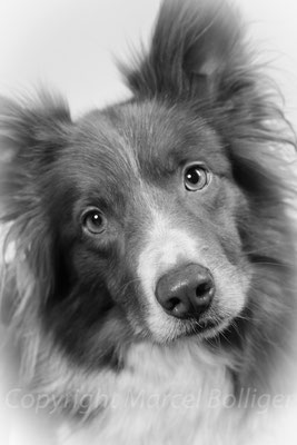 Border Collie Dixie