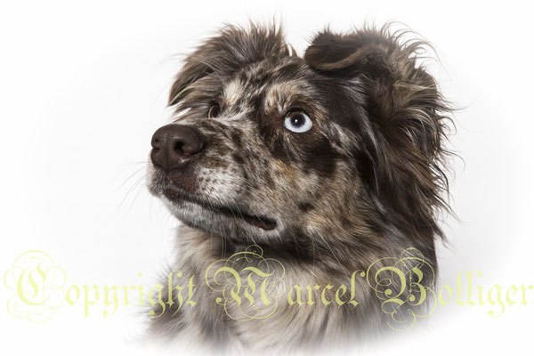 Australian Shepherd Dory