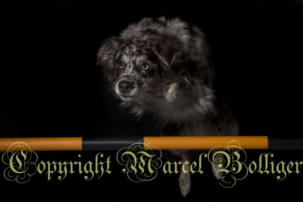 Australian Shepherd Dory