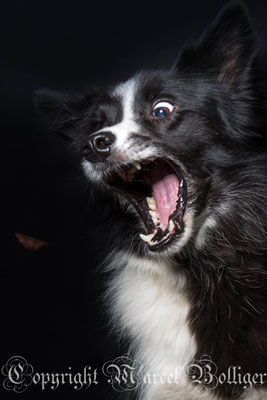 Border Collie Diani