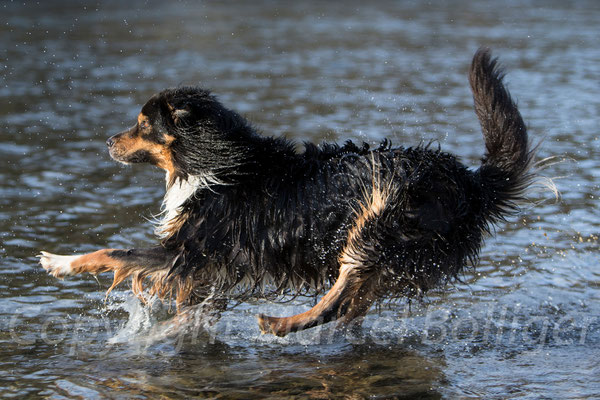 Australian Shepherd Nilson