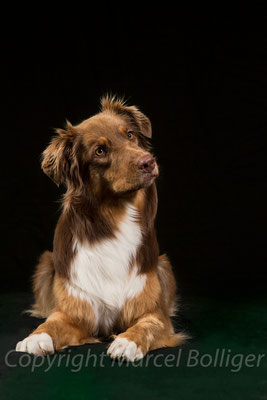Australian Shepherd Fiara