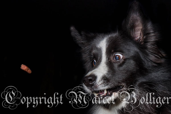 Border Collie Diani