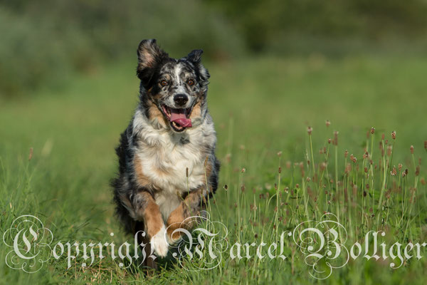 Australian Shepherd Eiwa