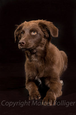 Australian Shepherd Honey