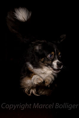 Australian Shepherd Boogie