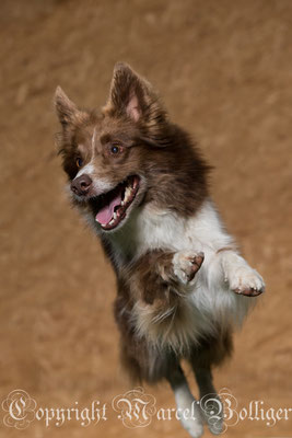 Border Collie Dixie