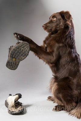 Australian Shepherd Honey