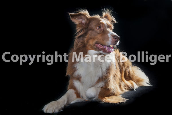 Australian Shepherd