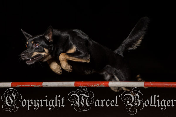 Australian Kelpie