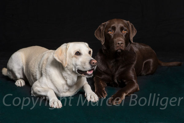 Labrador Retriever