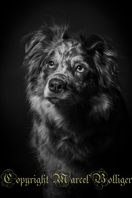 Australian Shepherd Dory