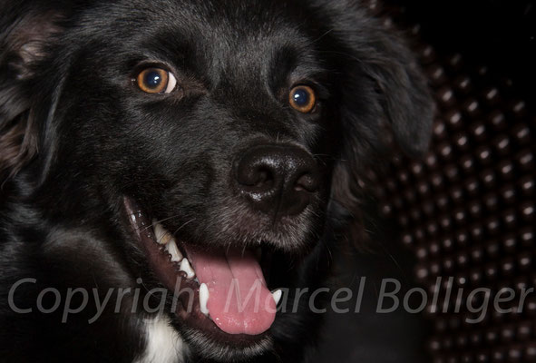 Australian Shepherd Farusch