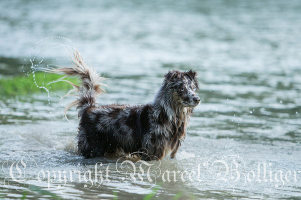 Australian Shepherd Dory