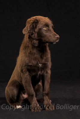 Australian Shepherd Honey