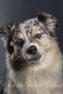 Australian Shepherd Dee Jay