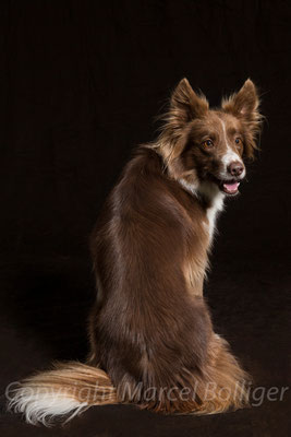 Border Collie Dixie
