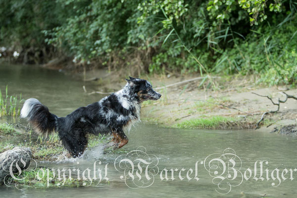 Australian Shepherd Eiwa