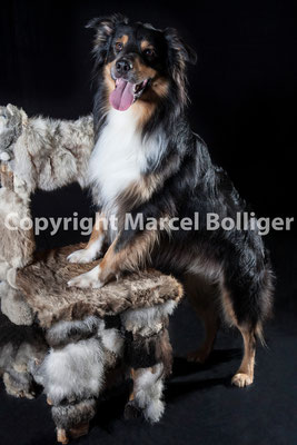 Australian Shepherd Nilson