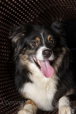 Australian Shepherd Boogie