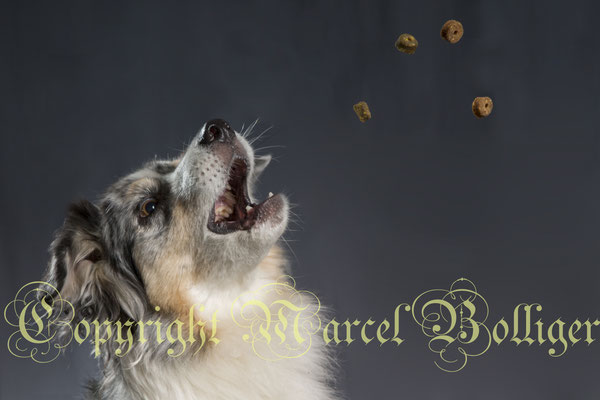 Australian Shepherd Dee Jay