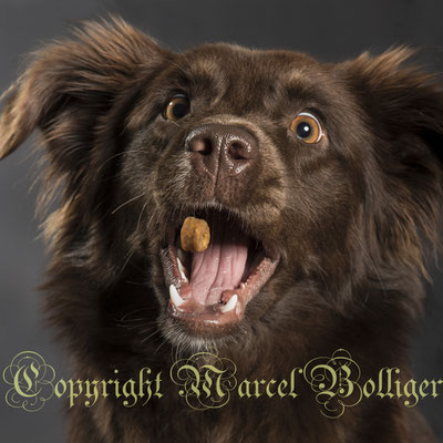 Australian Shepherd Honey