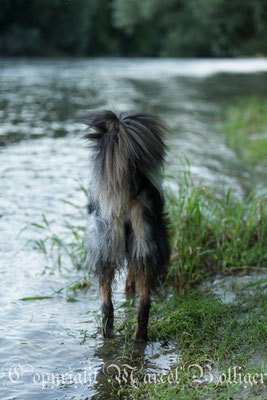 Australian Shepherd Eiwa