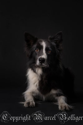 Border Collie Diani