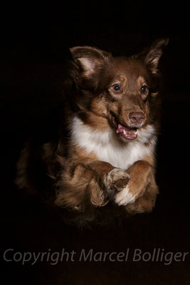 Australian Shepherd Fiara