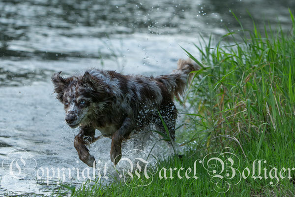 Australian Shepherd Dory