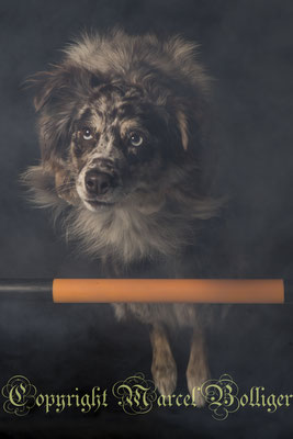 Australian Shepherd Dory