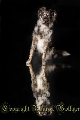 Australian Shepherd Dory