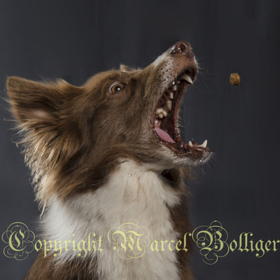Border Collie Dixie