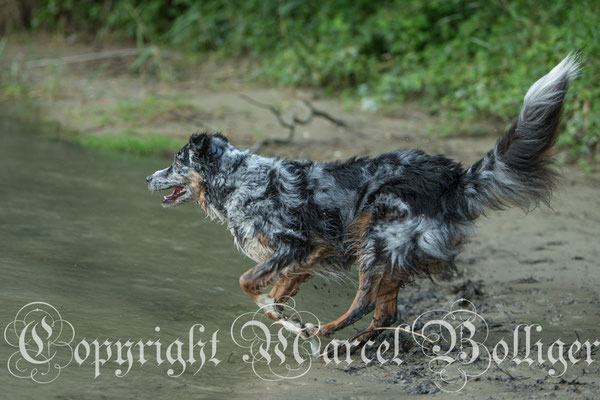 Australian Shepherd Eiwa