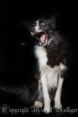 Border Collie Diani