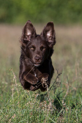 Australian Shepherd Honey