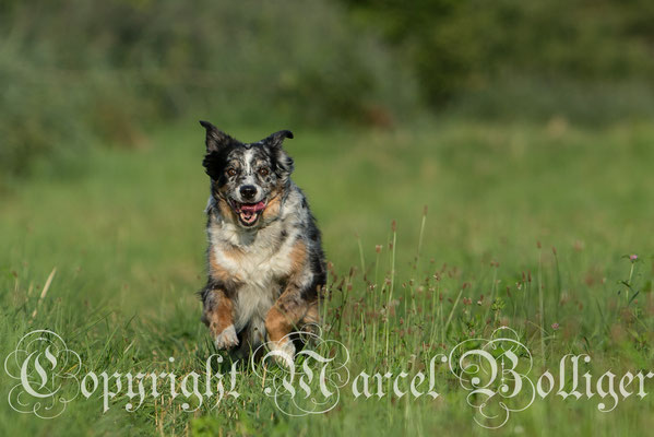 Australian Shepherd Eiwa