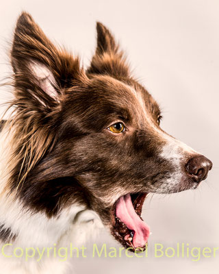 Border Collie Dixie