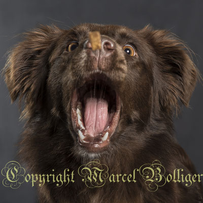 Australian Sheperd Honey