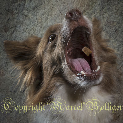 Border Collie Dixie