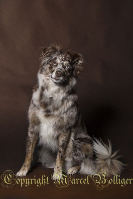Australian Shepherd Dory