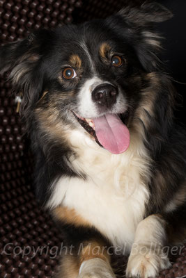 Australian Shepherd Boogie