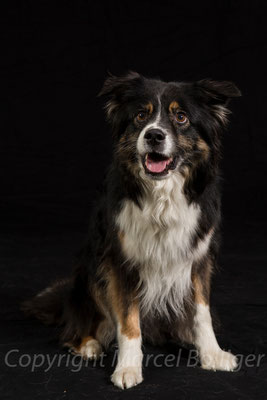 Australian Shepherd Boogie