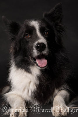 Border Collie Diani