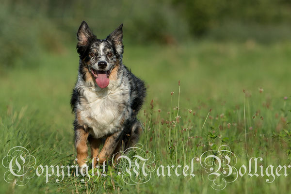 Australian Shepherd Eiwa