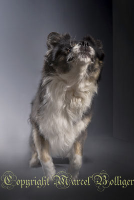 Australian Shepherd Boogie