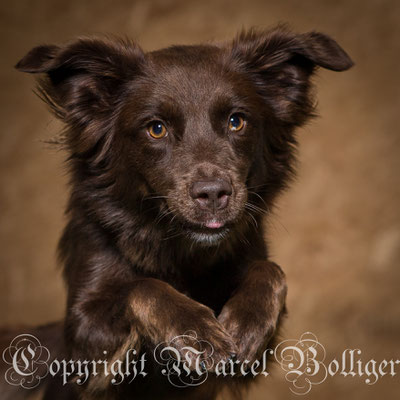Australian Shepherd Honey