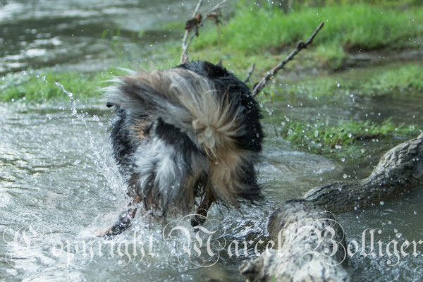Australian Shepherd Eiwa