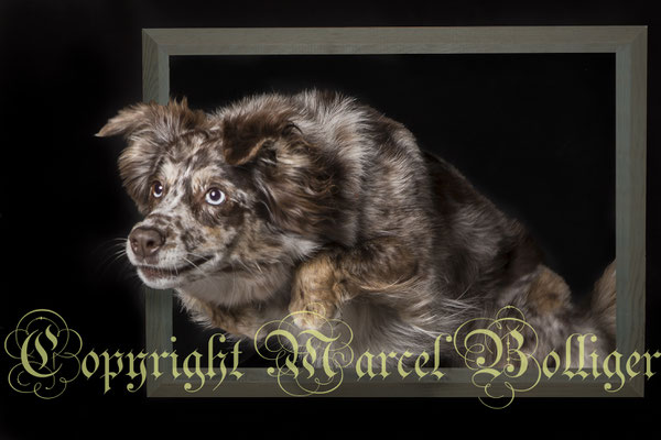 Australian Shepherd Dory