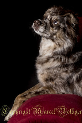 Australian Shepherd Dory 